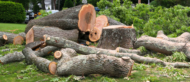 Trusted Sneads Ferry, NC Tree Services Experts